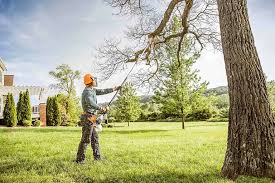 How Our Tree Care Process Works  in Apple Valley, CA